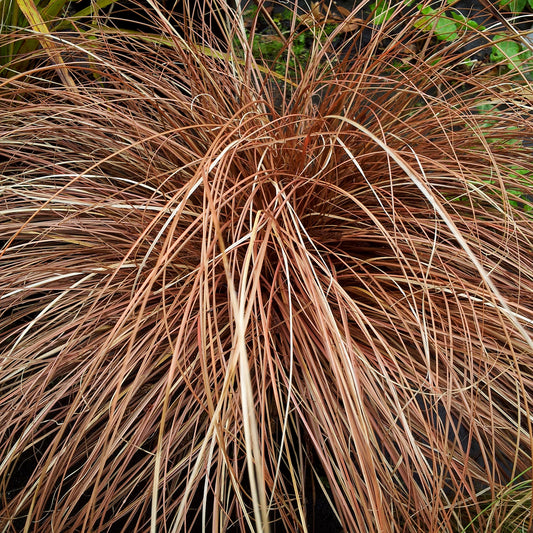 Carex 'Bronze Curls' Basket Plants