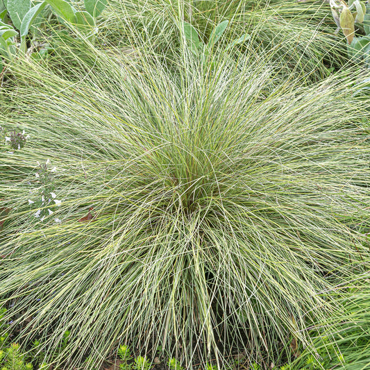 Carex 'Frosted Curls' Basket Plants