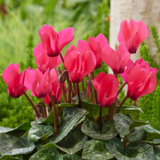 Cyclamen Deep Salmon Basket Plants