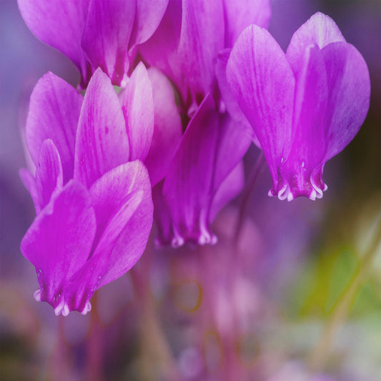 Cyclamen Purple Basket Plants