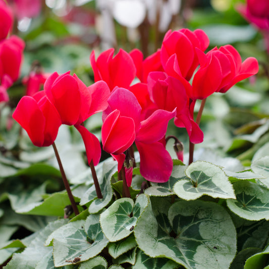 Cyclamen Red Basket Plants