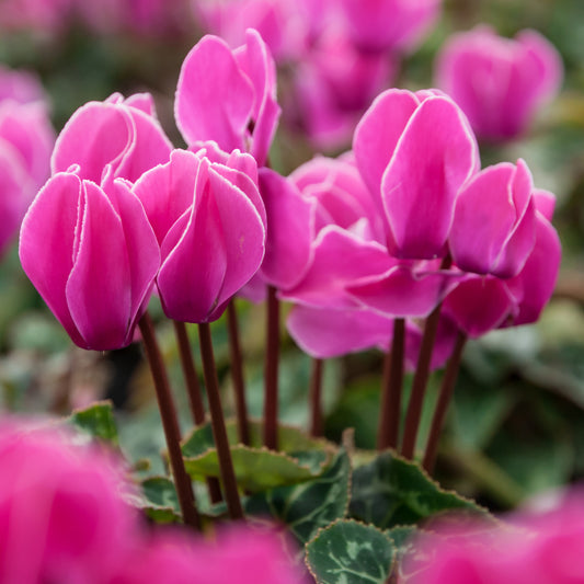 Cyclamen Rose Basket Plants