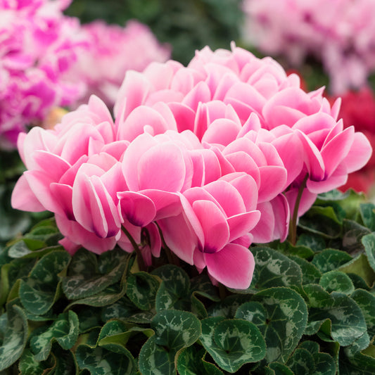 Cyclamen Salmon Bedding Plants