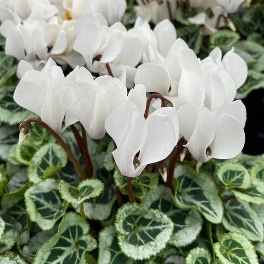 Cyclamen White Basket Plants