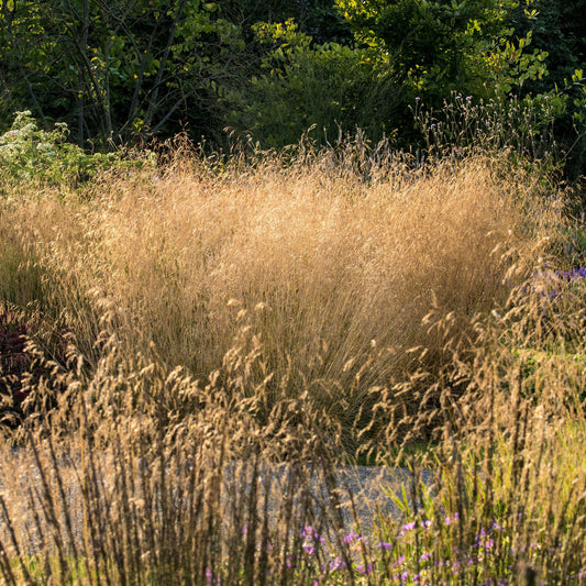 Deschampsia 'Goldtau'