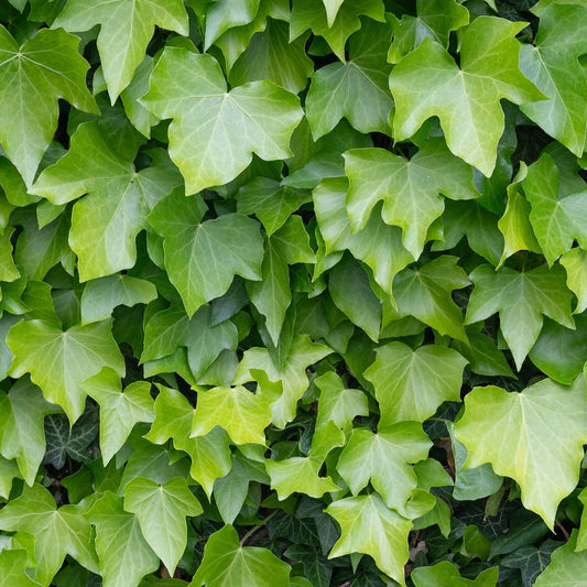 Hedera 'Green' Basket Plants