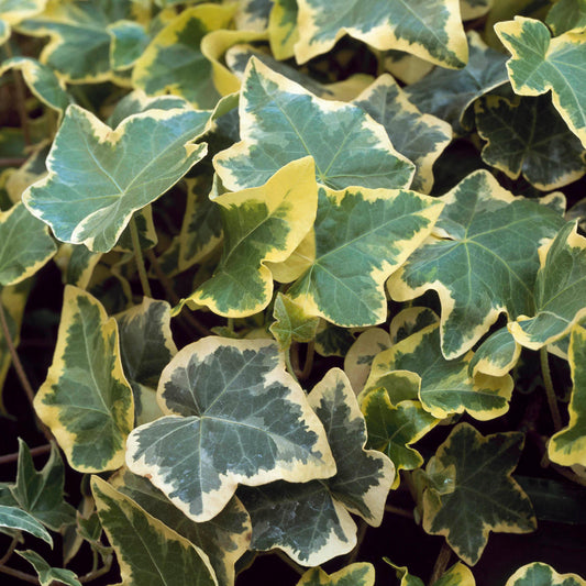 Hedera 'Variegated Golden' Basket Plants