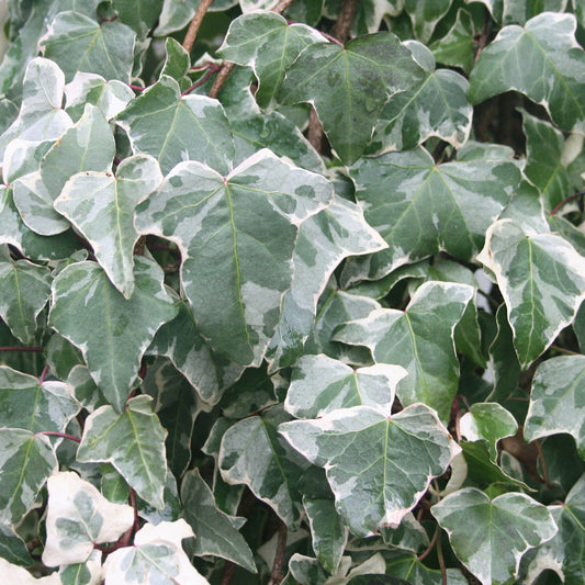 Hedera 'Variegated White' Basket Plants