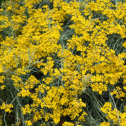 Helichrysum angustifolium Basket Plants