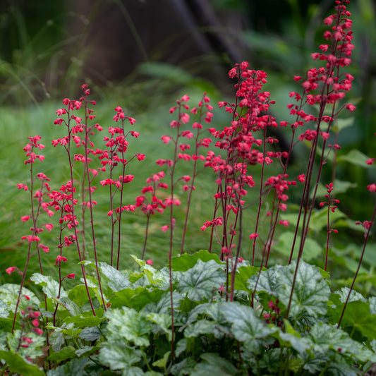 Heuchera 'Coral Forest' Basket Plants