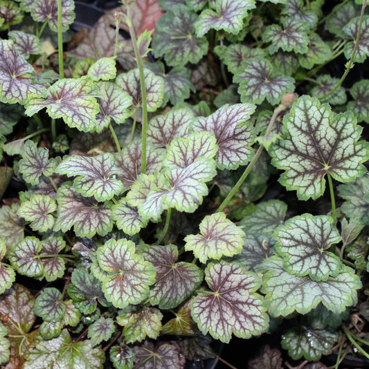 Heuchera 'Marvelous Marble' Basket Plants