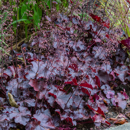 Heuchera 'Palace Purple' Basket Plants
