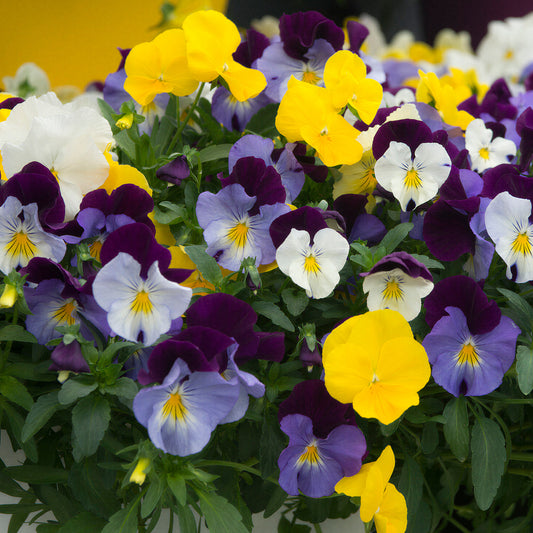 Pansy 'Coolwave' Basket Plants