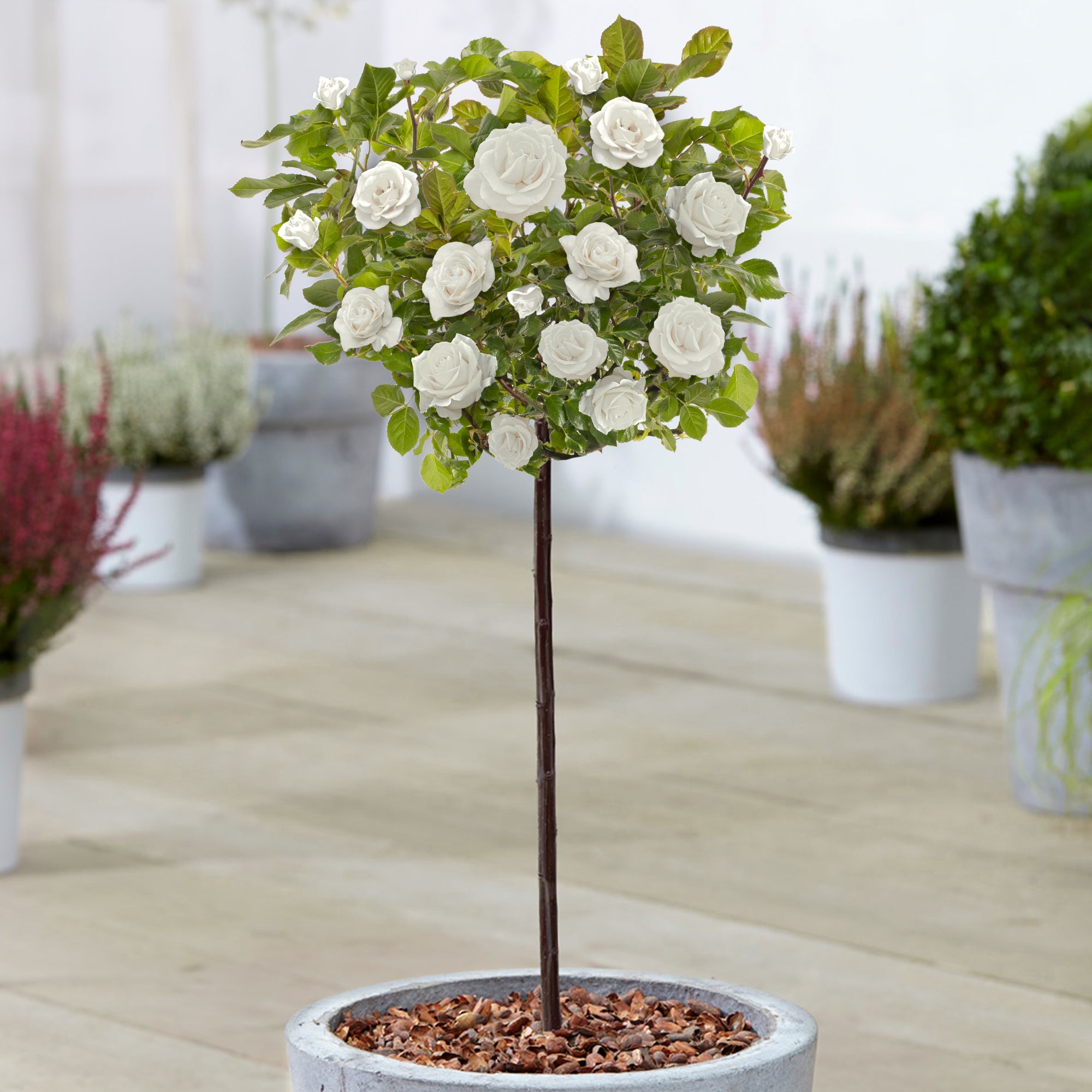 White Roses Sturdy White Potted Rose on Standard Stem | Rose – Gardeners Dream