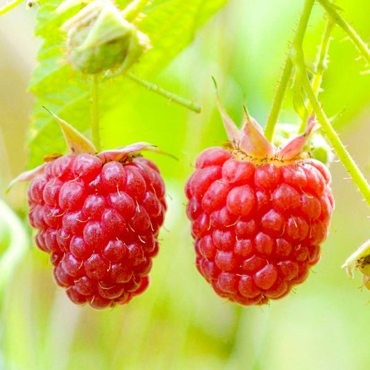Raspberry 'Autumn First'