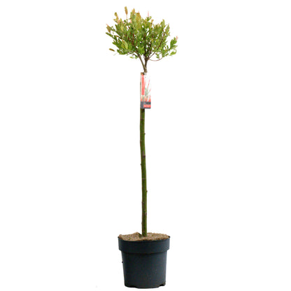 Salix integra 'Hakuro-nishiki' Patio Tree | Flamingo Tree – Gardeners Dream