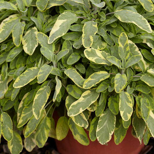 Salvia Gold Basket Plants