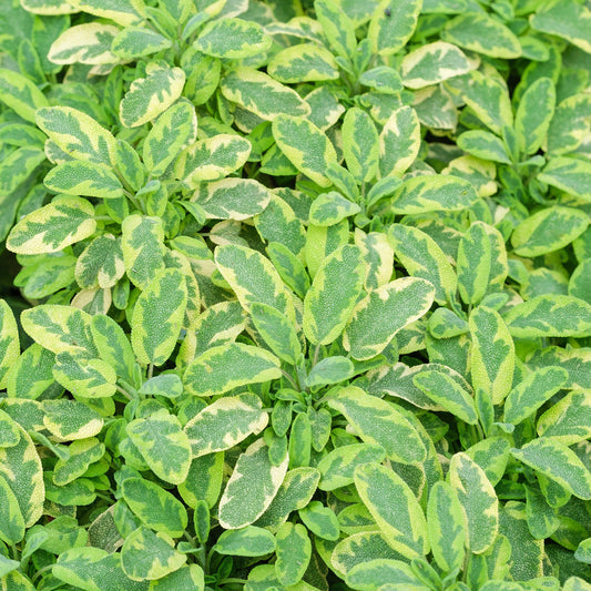 Salvia 'Icterina' Basket Plants