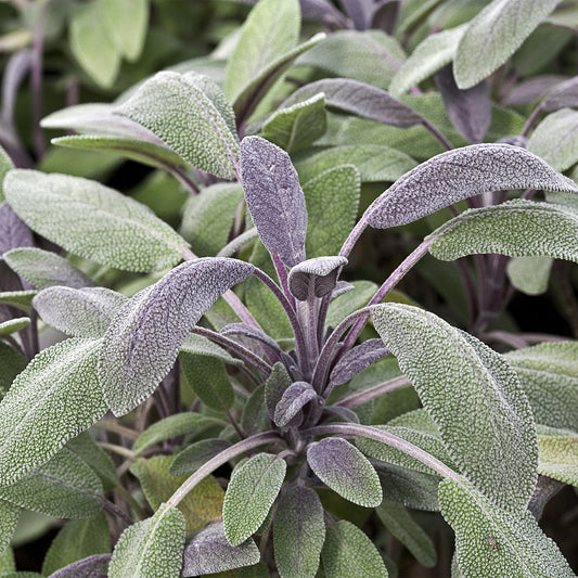 Salvia purpurea Basket Plants