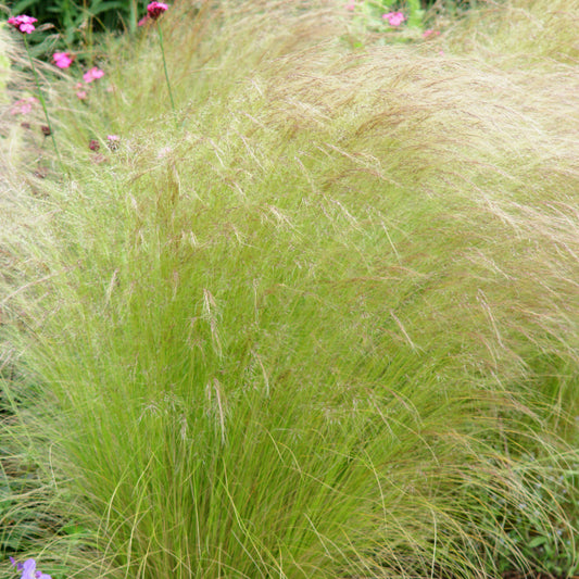 Stipa 'Pony Tails' Basket Plants