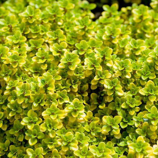 Thymus 'Archer's Gold' Basket Plants