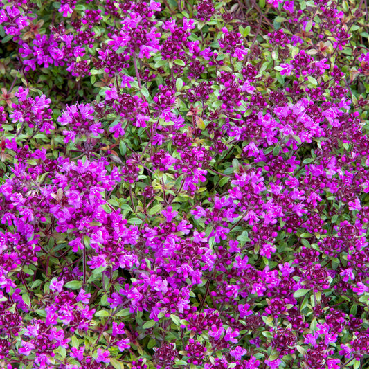 Thymus 'Creeping Red' Basket Plants