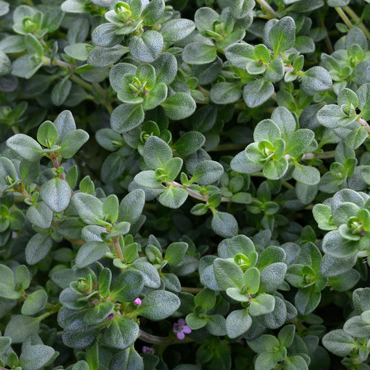 Thymus 'Doone Valley' Basket Plants