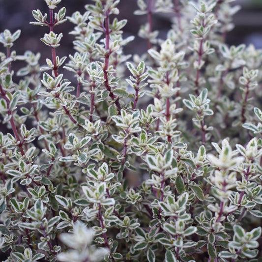 Thymus 'Silver Posie' Basket Plants