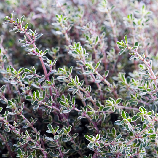 Thymus 'Silver Queen' Basket Plants