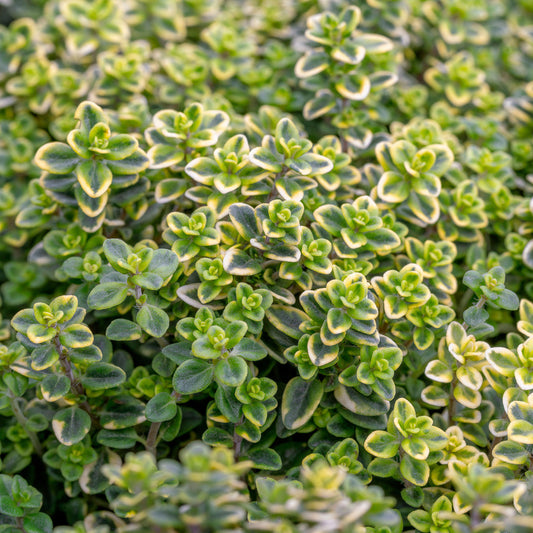 Thymus 'Summerdreams Gold' Basket Plants