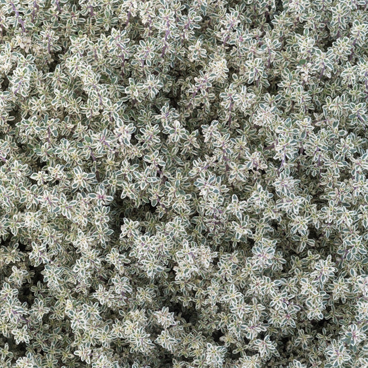 Thymus 'Summerdreams Silver' Basket Plants