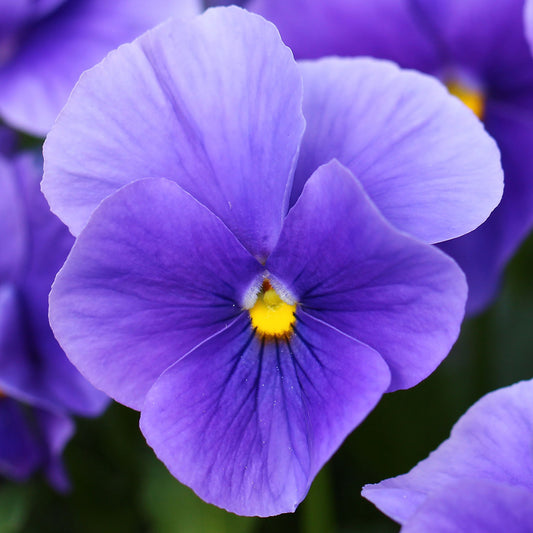 Viola Blue Bedding Plants