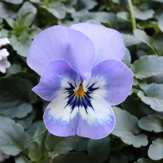 Viola 'Blue Marina' Bedding Plants