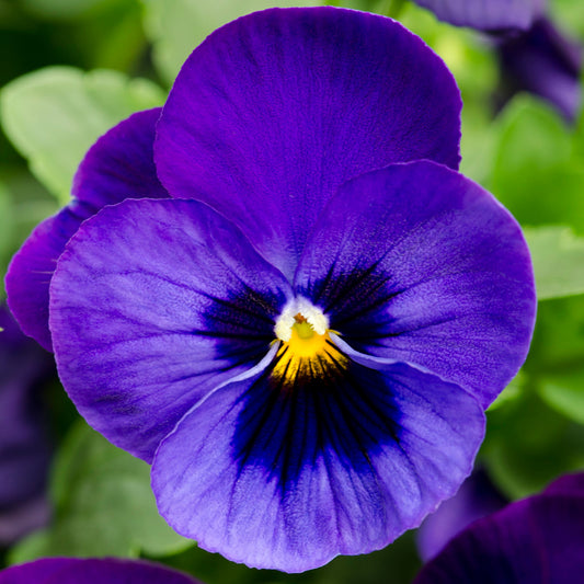 Viola Deep Blue Bedding Plants