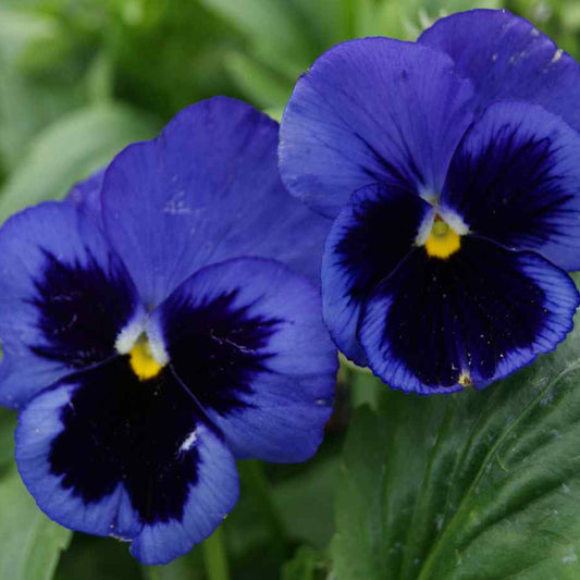 Viola Deep Blue