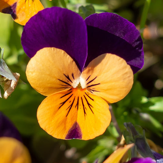 Viola Orange with Purple Wings Bedding Plants