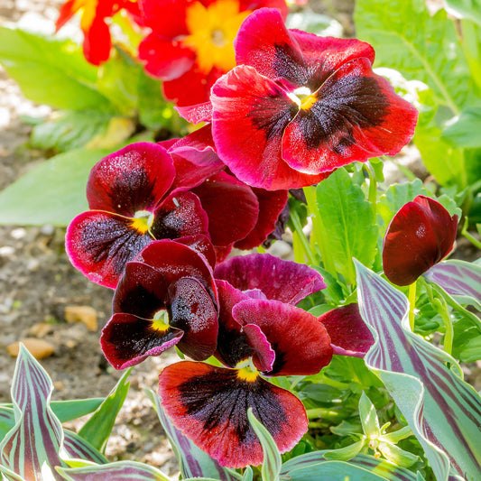 Viola Red Bedding Plants