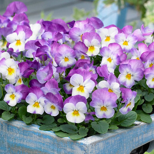 Viola Rose Pink Bedding Plants
