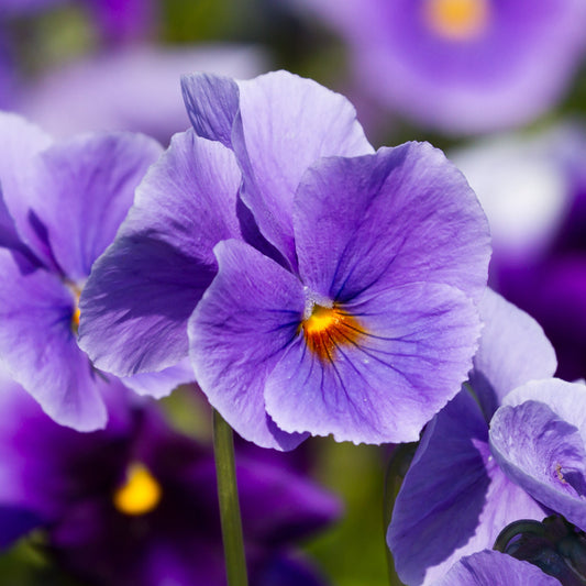 Viola Violet Bedding Plants