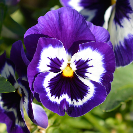 Viola 'Violet Face' Bedding Plants