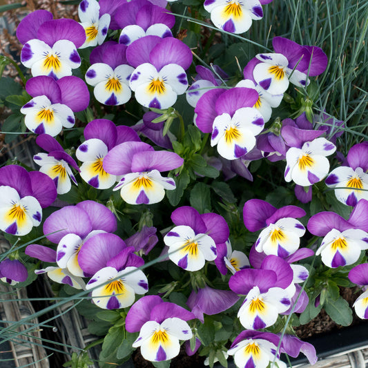 Viola Violet and White Bedding Plants