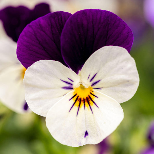 Viola Violet & White