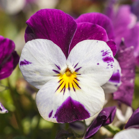 Viola White and Purple Wing Bedding Plants