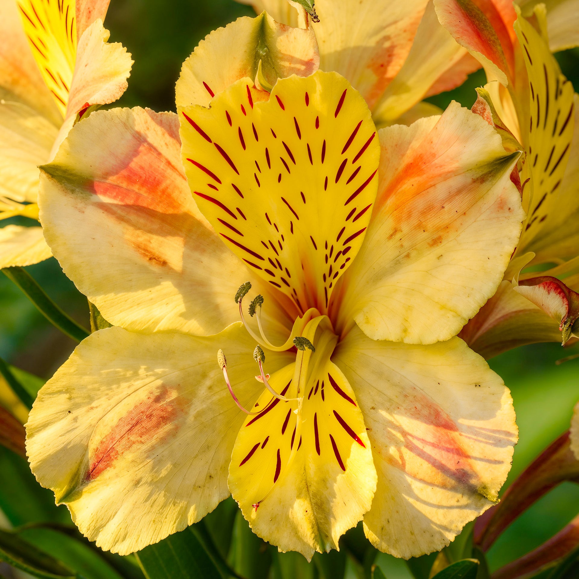 Alstroemeria Spring Valley