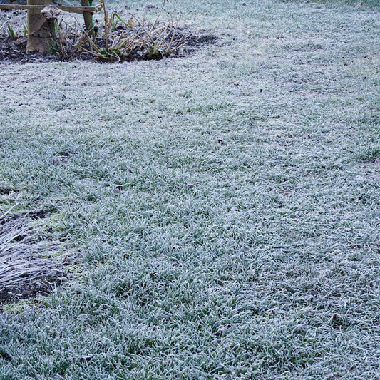 Cold Weather Grass Seed
