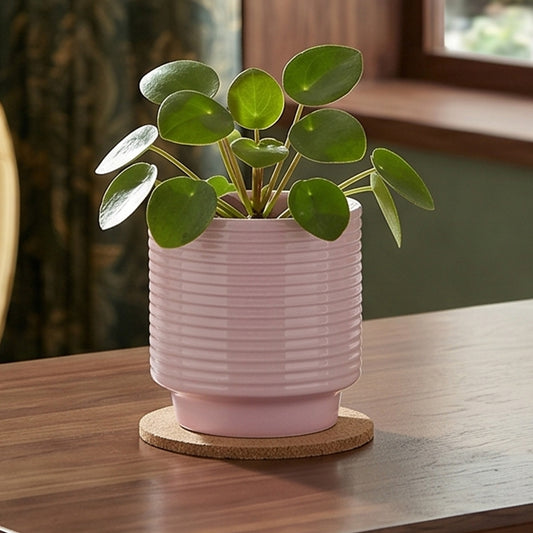 Rose Berlin Ripple Planter