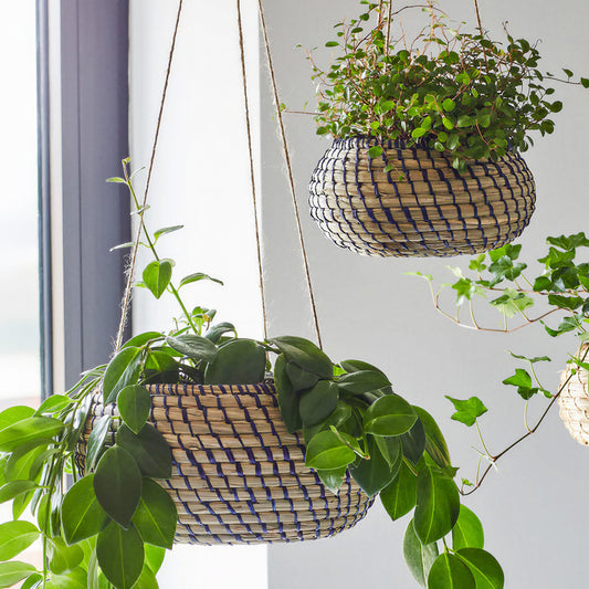 Hanging Seagrass Planter