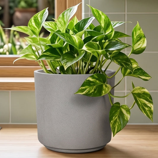 Leon Cement Planter