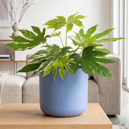 Powder Blue Lisbon Ceramic Pot