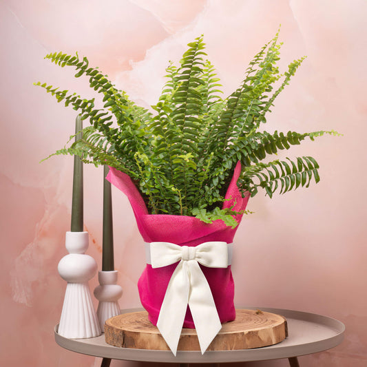 Gift-wrapped Nephrolepis (Pink Hessian)